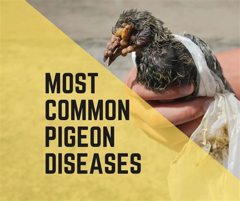 racing pigeon droppings testing|Common Racing Pigeon Diseases .